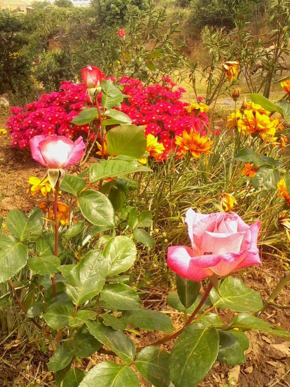 Farm Stay Gli Oleandri Loiri Porto San Paolo エクステリア 写真