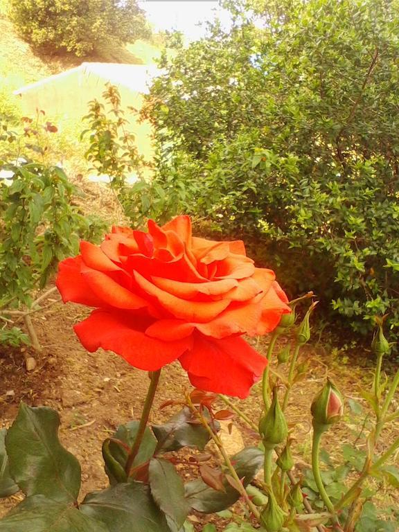 Farm Stay Gli Oleandri Loiri Porto San Paolo エクステリア 写真