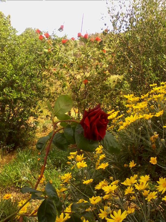 Farm Stay Gli Oleandri Loiri Porto San Paolo エクステリア 写真