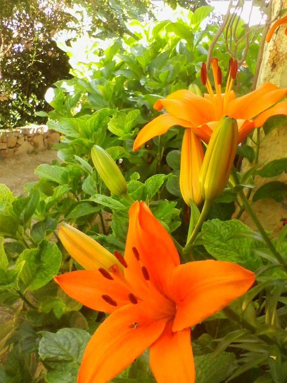 Farm Stay Gli Oleandri Loiri Porto San Paolo エクステリア 写真