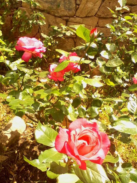 Farm Stay Gli Oleandri Loiri Porto San Paolo エクステリア 写真