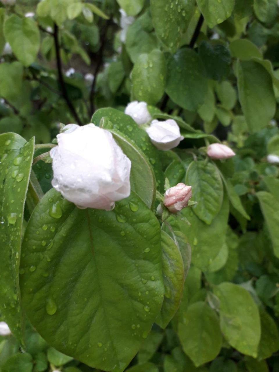Farm Stay Gli Oleandri Loiri Porto San Paolo エクステリア 写真