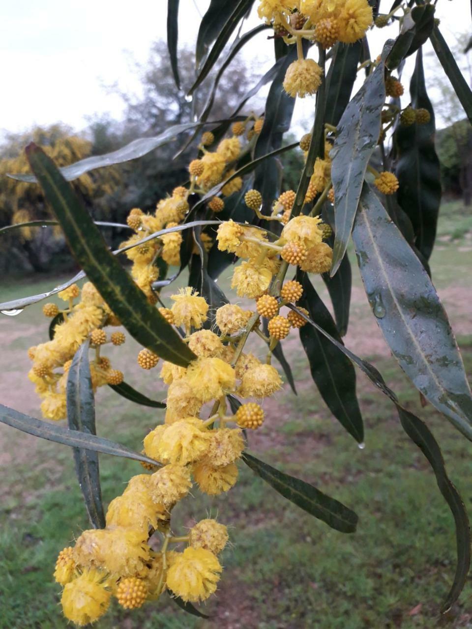 Farm Stay Gli Oleandri Loiri Porto San Paolo エクステリア 写真