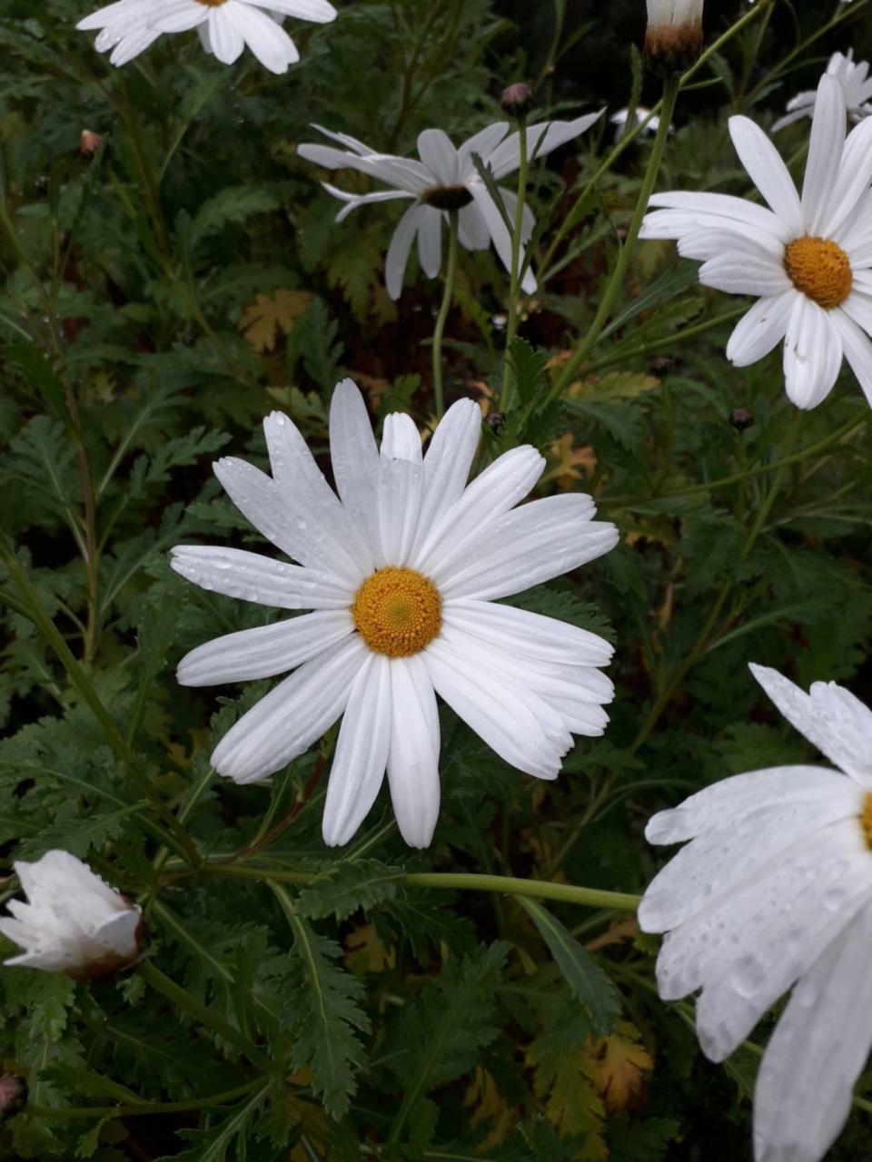 Farm Stay Gli Oleandri Loiri Porto San Paolo エクステリア 写真